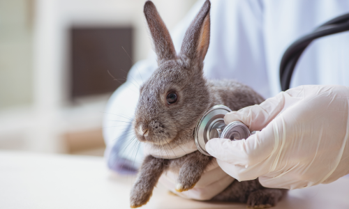 Local Veterinarian Offices Cover Image